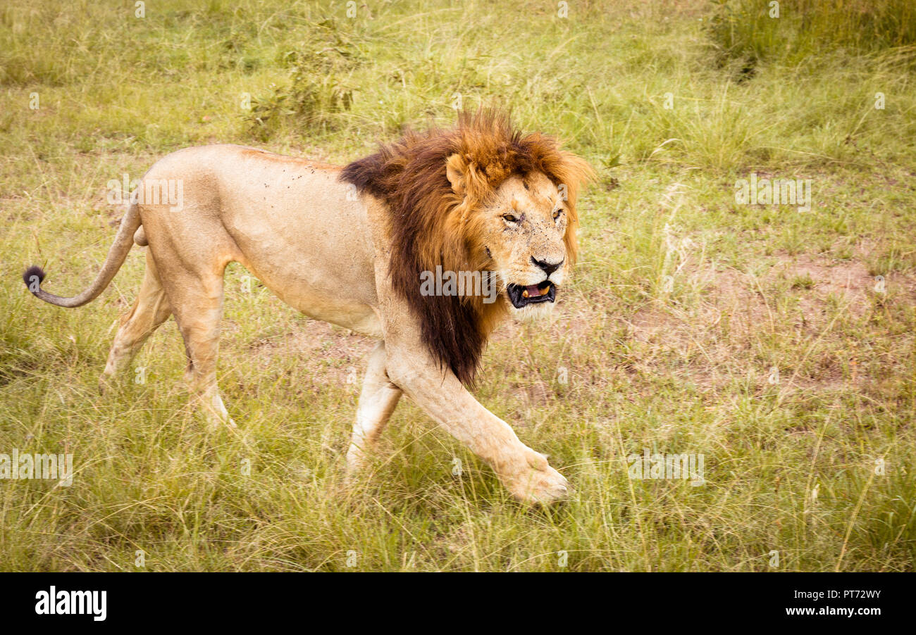 Lion attorno a piedi Foto Stock