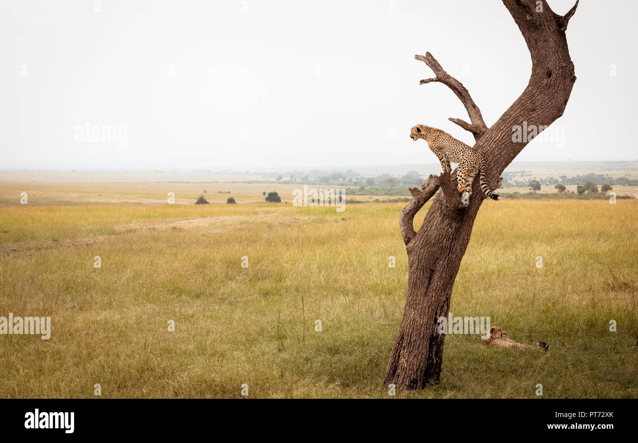 Cheetah seduto su un albero di guardare fuori per la preda Foto Stock