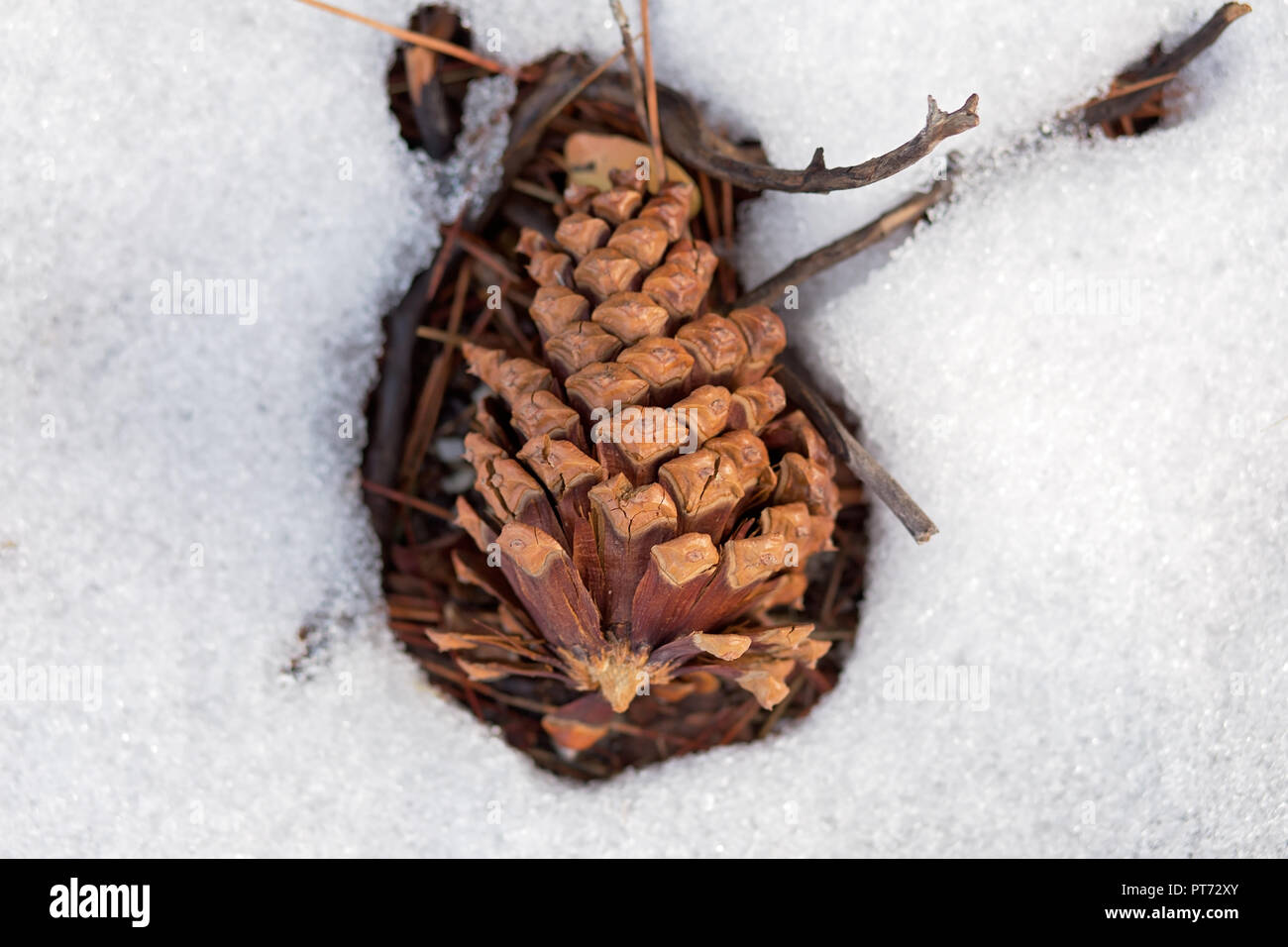 Cono di pino e ramoscelli in coperta di neve campo, in South Lake Tahoe, California Foto Stock