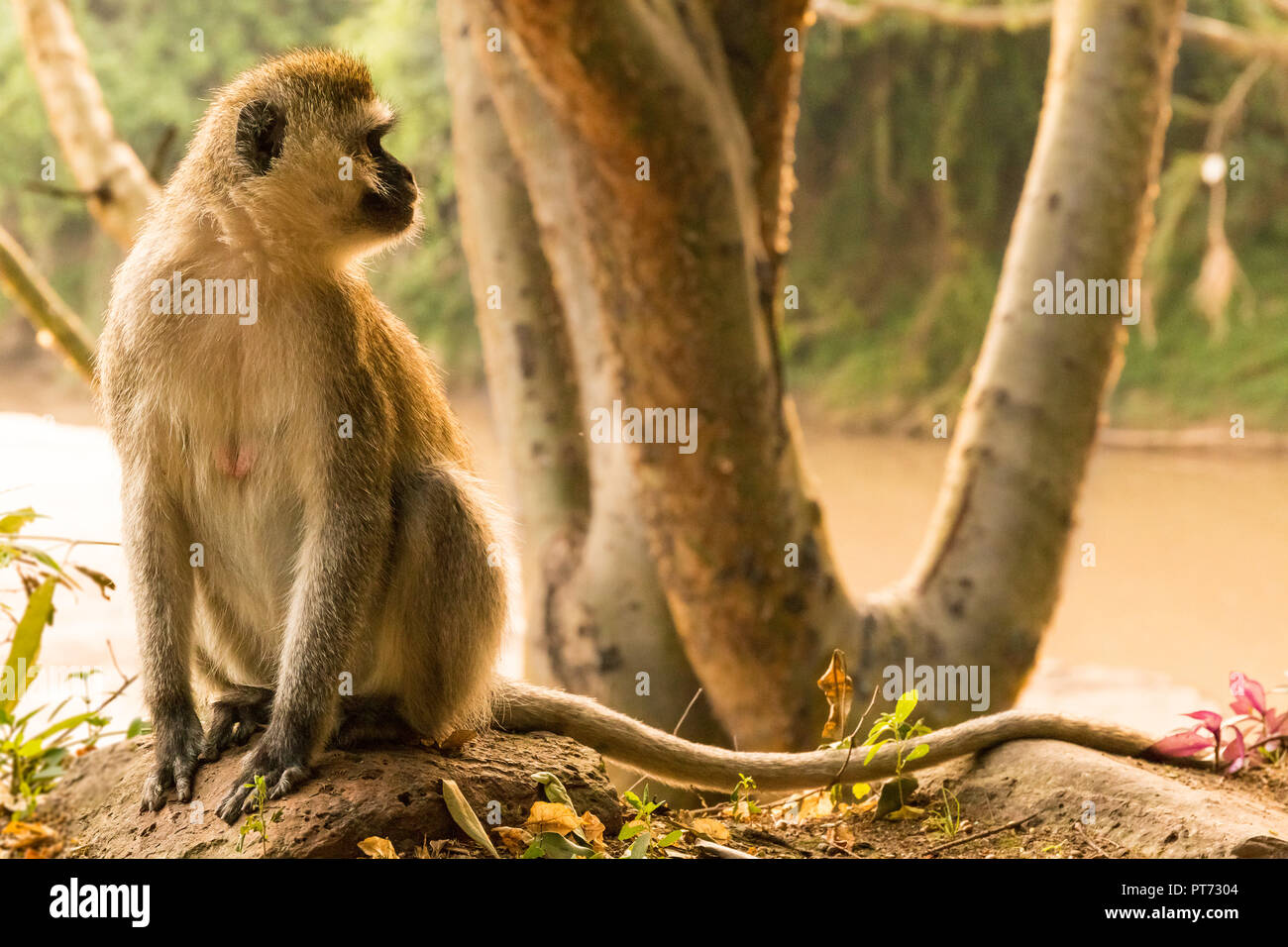 Monkey seduto per terra con spazio di copia Foto Stock