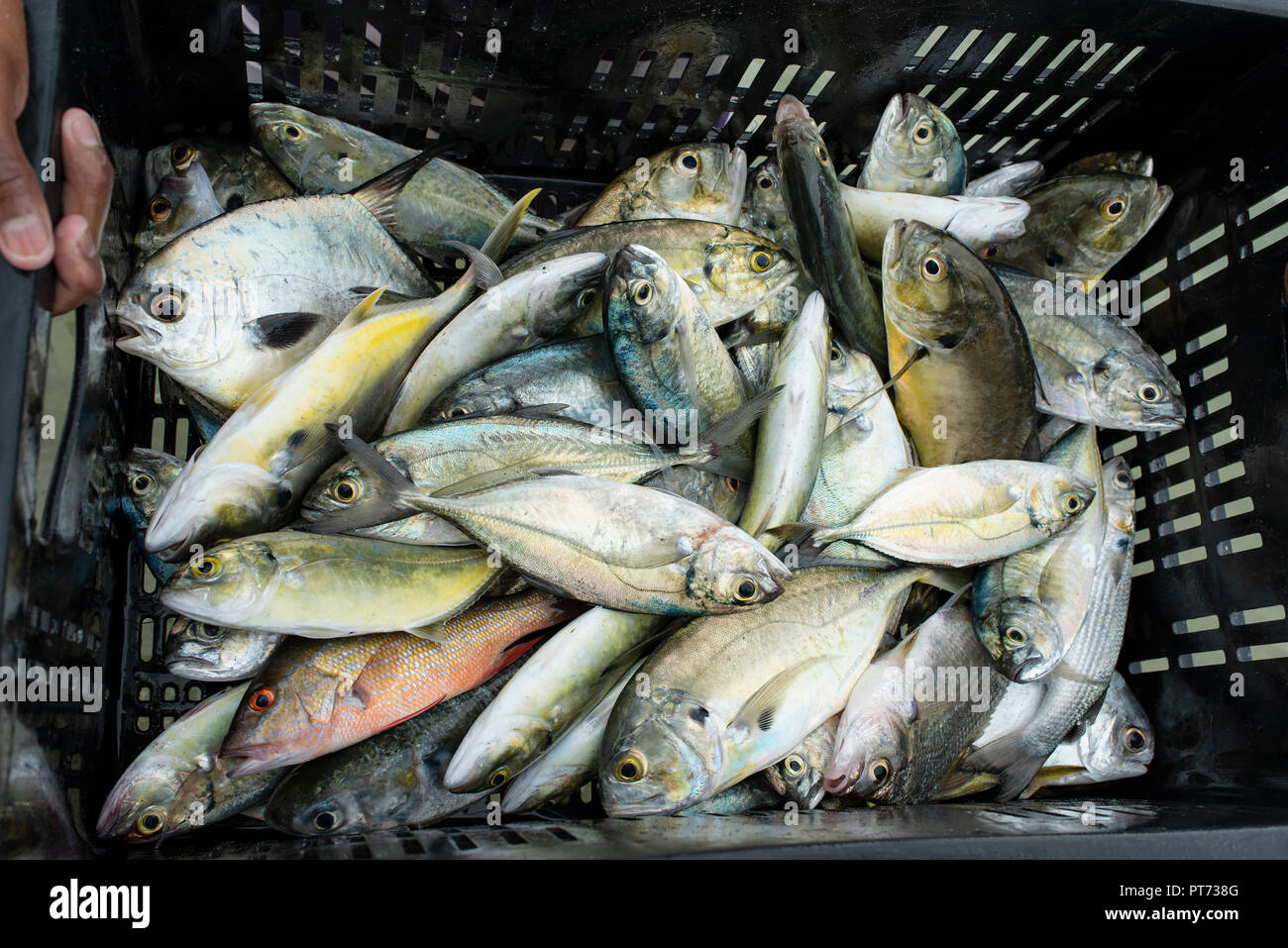 Vista da vicino al pesce fresco di arresto sulla costa di Santa Marta, Colombia. Sep 2018 Foto Stock