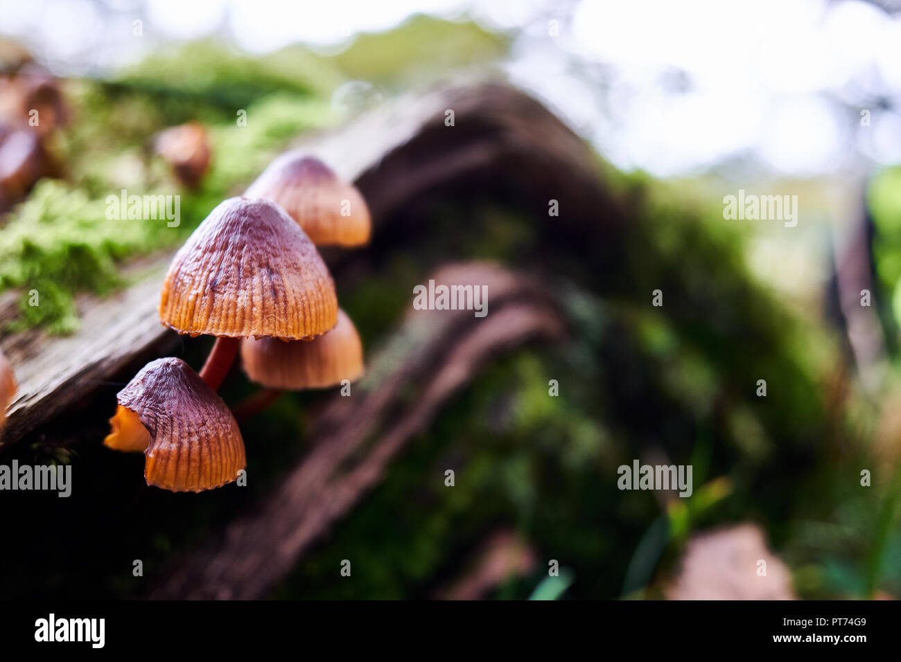 Copertura di inchiostro funghi che crescono su di un registro di morti in un bosco in autunno Foto Stock