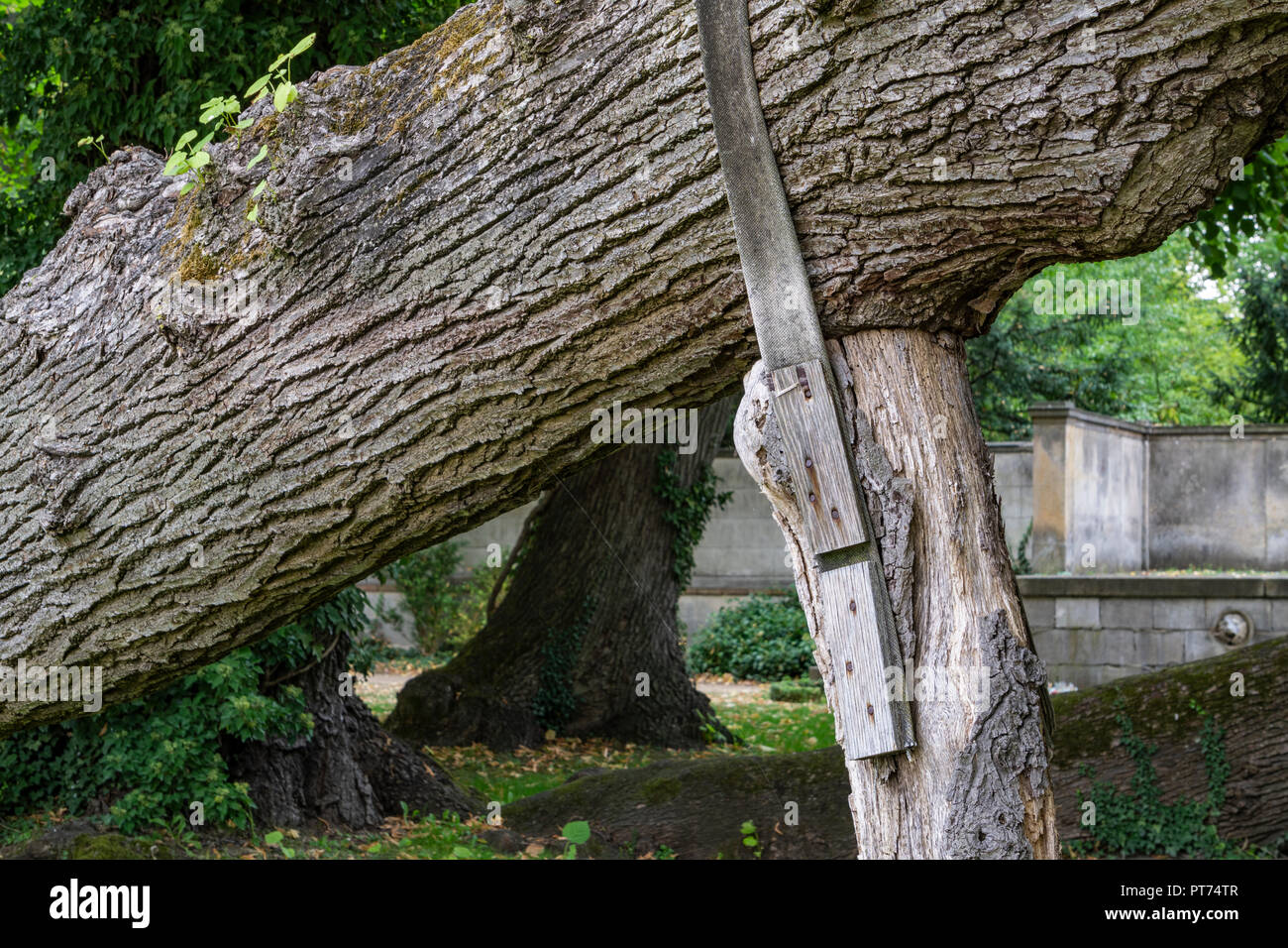 Berlino, Germania, Settembre 10, 2018: Close-Up di supporto in legno per deboli e forti ramo di un vecchio albero Foto Stock