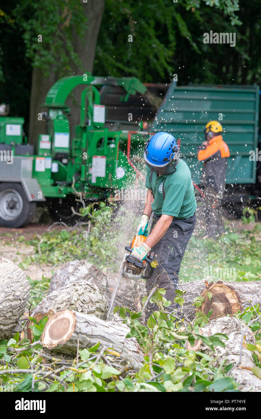 Tempesta Ali, Royal Botanic Gardens, Edimburgo il lavoro per rimuovere le due Walnut Tree che sono state soffiate su Peter Wilson (Chainsaw) e vetro Keith Foto Stock