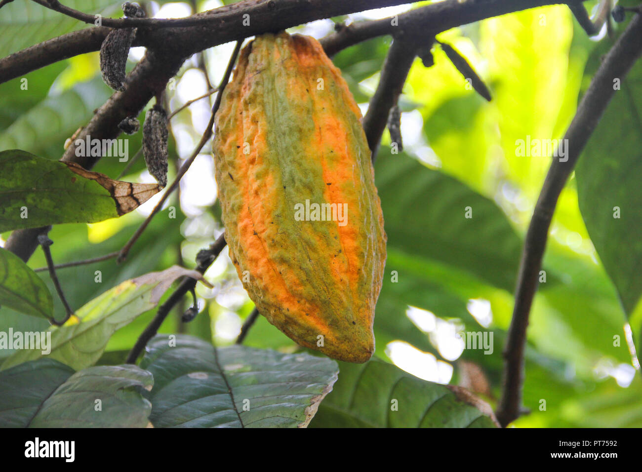 Cacao pod di frutta giallo vicino fino ad albero giungla verde sullo sfondo Foto Stock