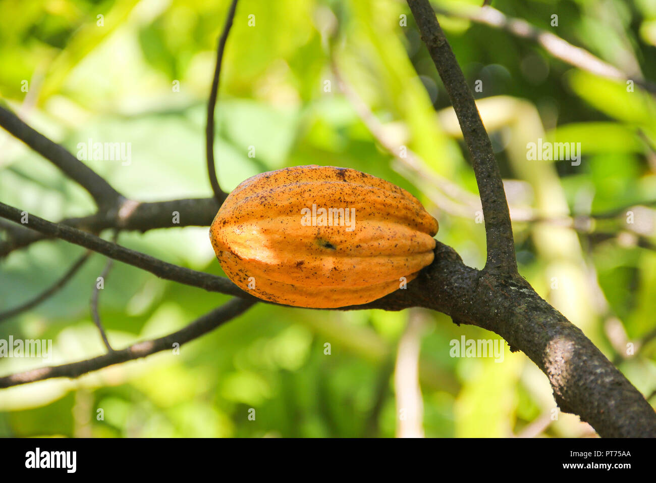 Cacao pod di frutta giallo vicino fino ad albero giungla verde sullo sfondo Foto Stock