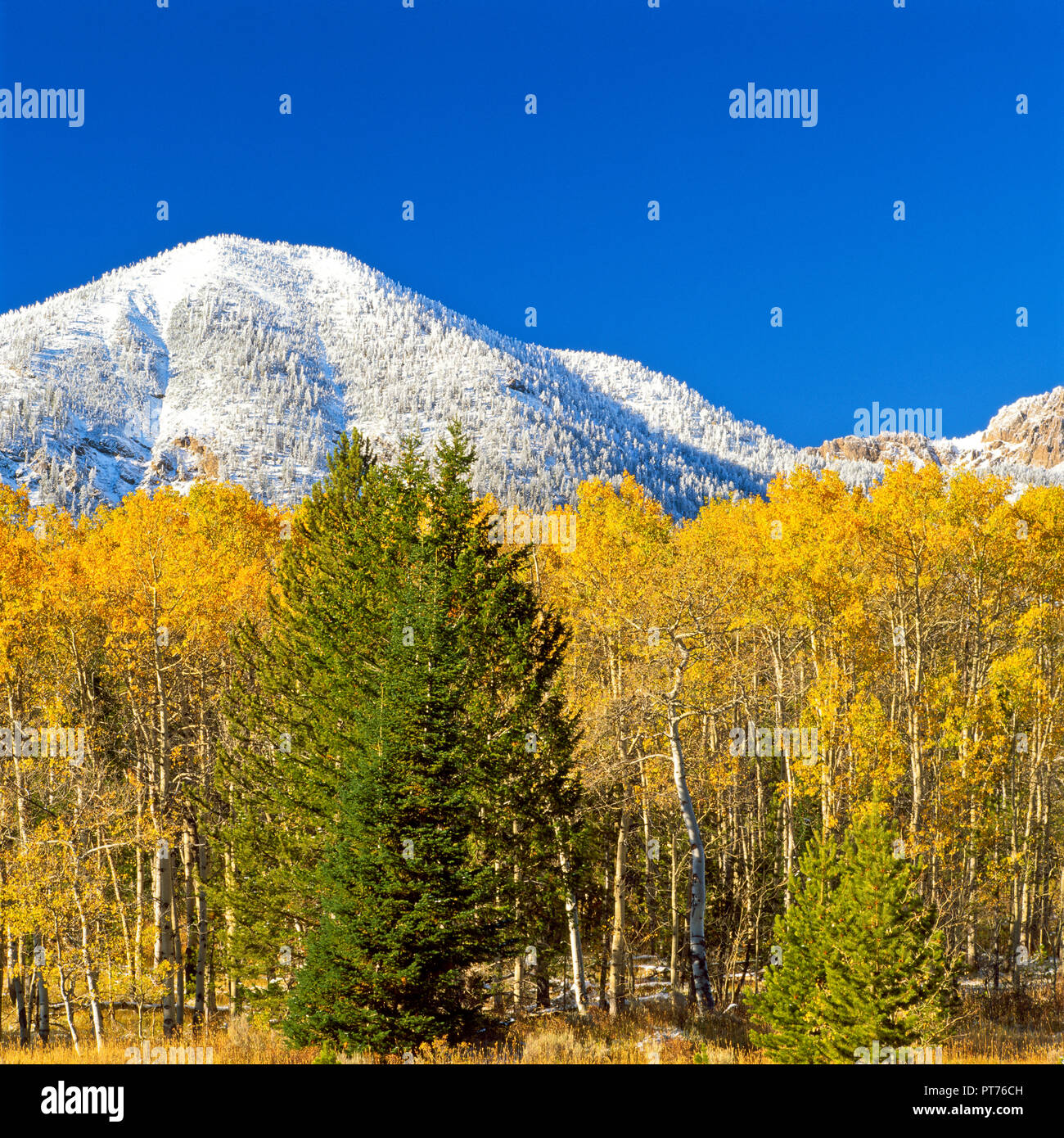 I colori dell'autunno sotto il Centennial Mountains al Red Rock passano vicino a lakeview, montana Foto Stock
