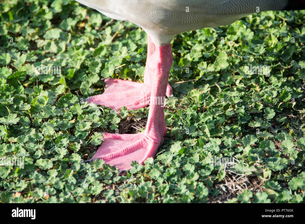 Close-up di palmati piedi di un egiziano goose (Alopochen aegyptiaca) Foto Stock