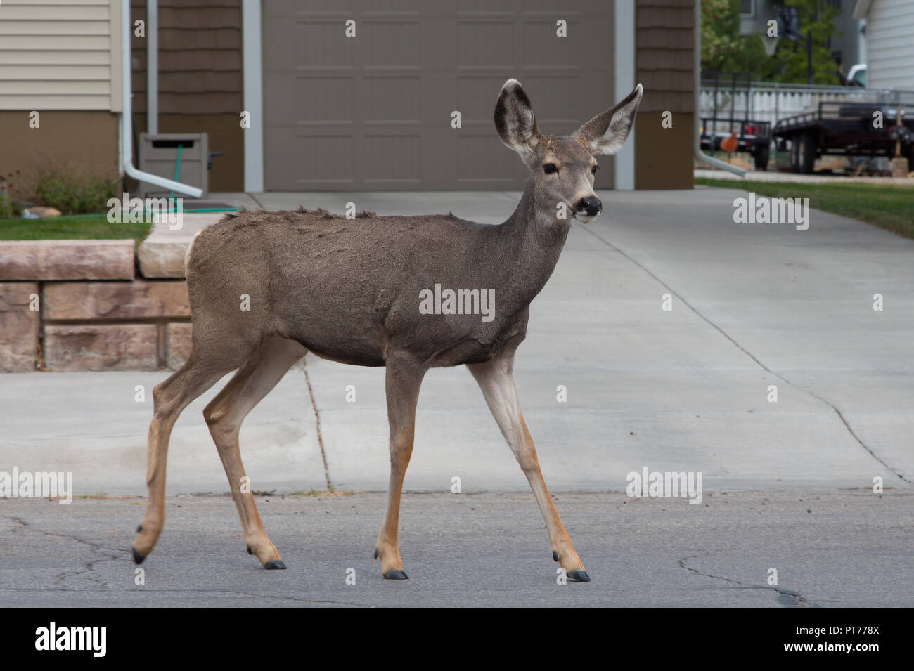 Mule Deer pascolare sui prati residenziali in Rawlins, Wyoming Foto Stock