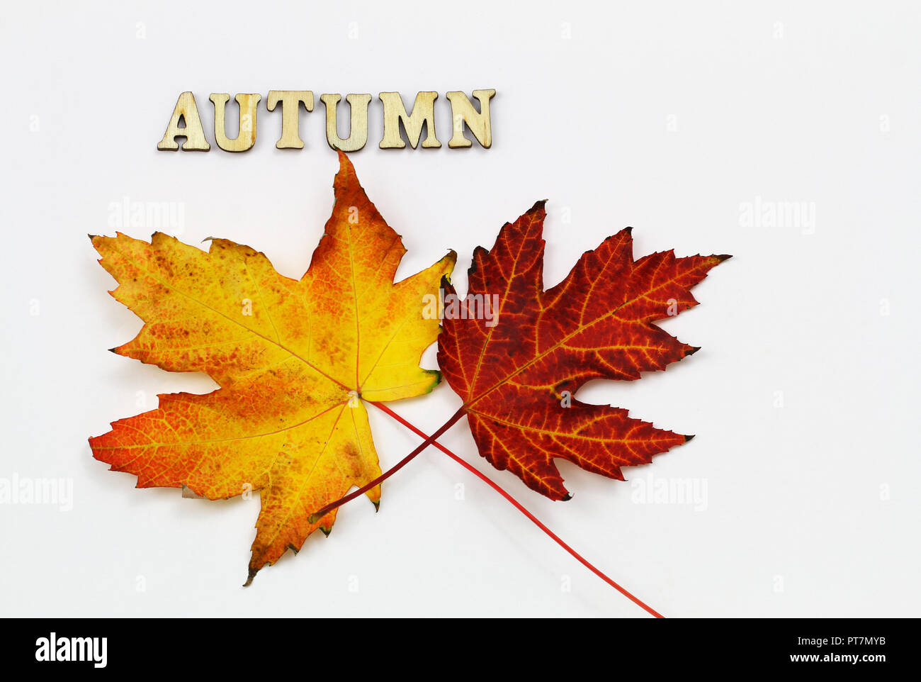 Parola autunno scritto con lettere in legno e due colori d'autunno foglie di acero su sfondo bianco Foto Stock