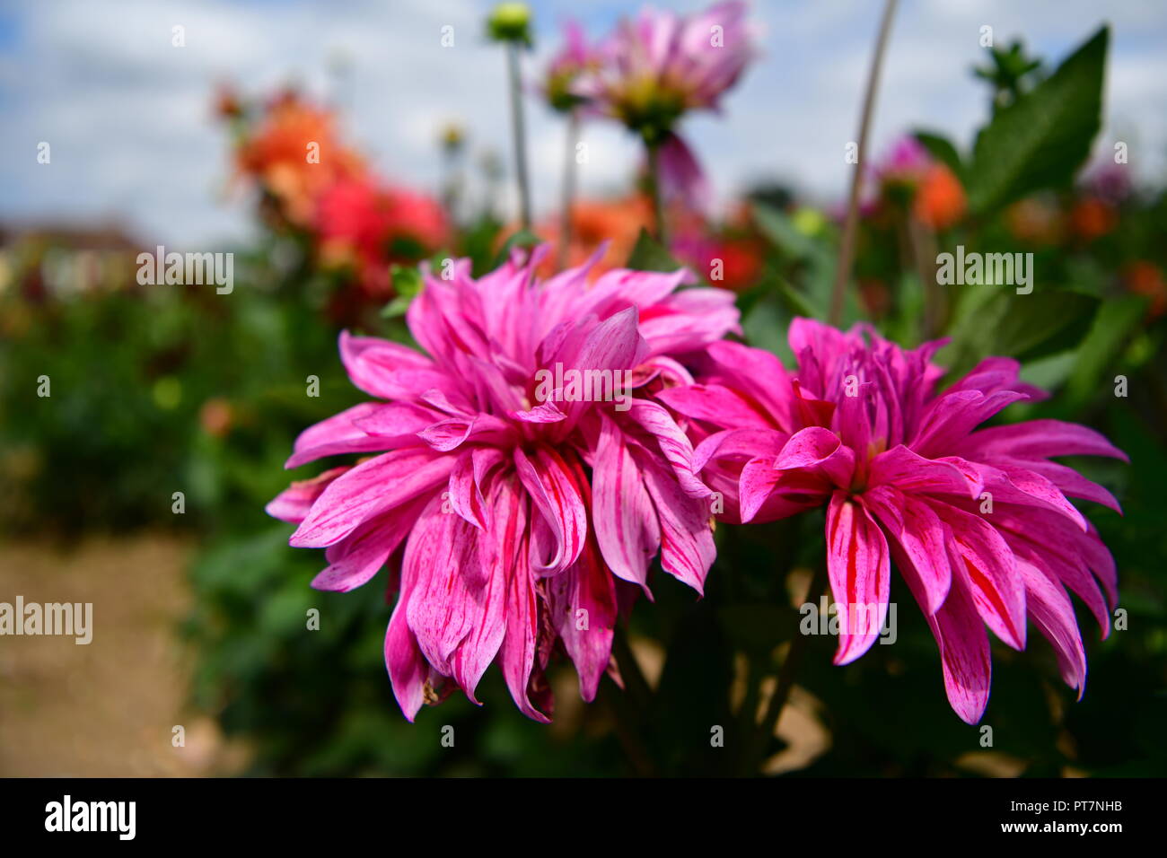 Bellissimo giardino con ben mantenuto fiori erbe Verdure per effetto di duro lavoro sulla trama di alimenti biologici fiori home soggiorno e garddecoration Foto Stock