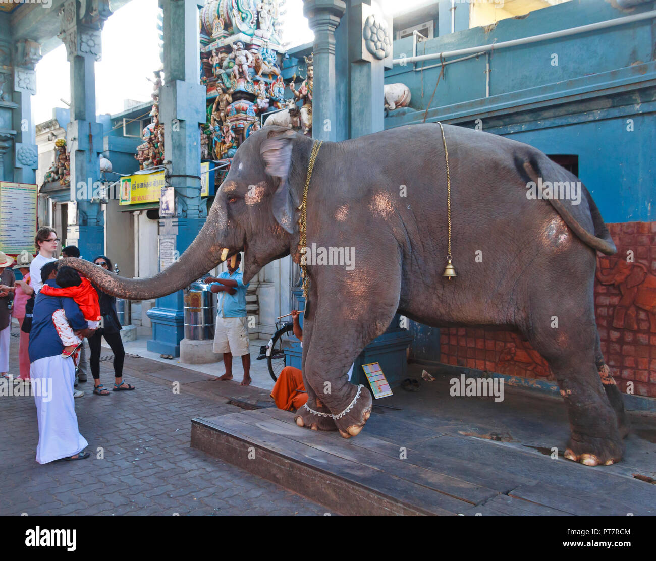 Tempio ELEPHANT INDIA PUNTA DEL TRONCO la benedizione dei capi di devoti o pellegrini Foto Stock