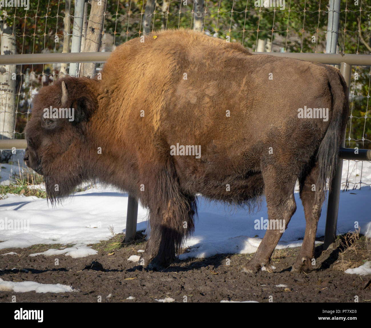 Il bisonte di legno lo Zoo di Calgary Alberta Canada Foto Stock
