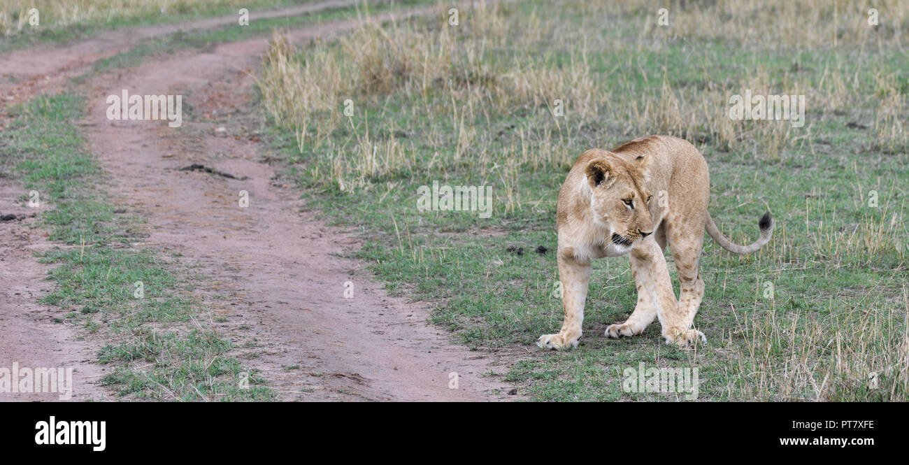 Leonessa femmina in appoggio ma studiando la folla di safari in Marsai Mara, Kenya, Africa Foto Stock