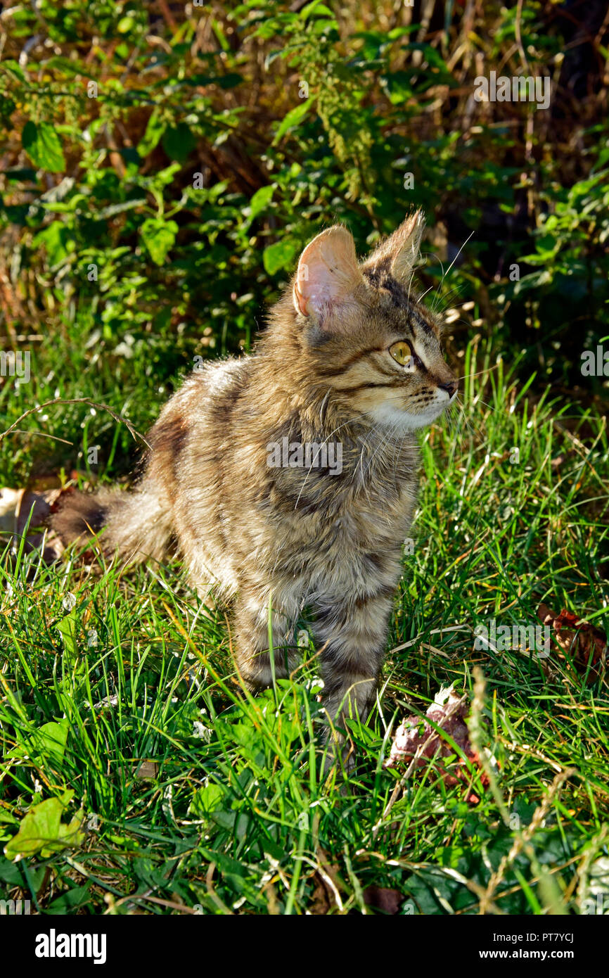 Soffici, grigio tabby kitten impostato per la caccia, esplorativo permanente in erba verde e osservando, livello di terra vista da vicino Foto Stock