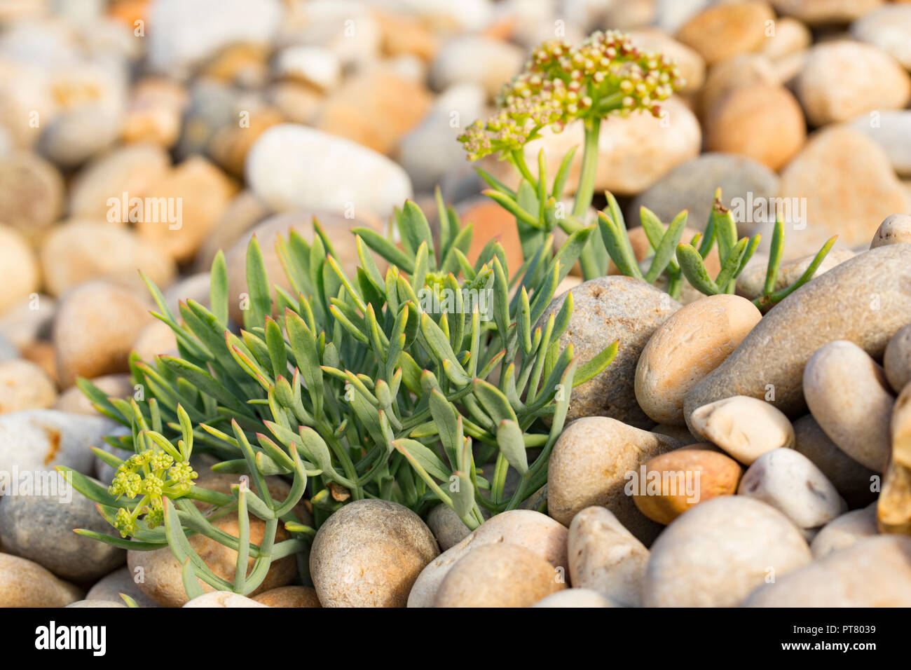 Rock-samphire, Crithmum maritimum, crescente tra shingle dietro Chesil Beach vicino all'isola di Portland. Il Dorset England Regno Unito GB. Foto Stock