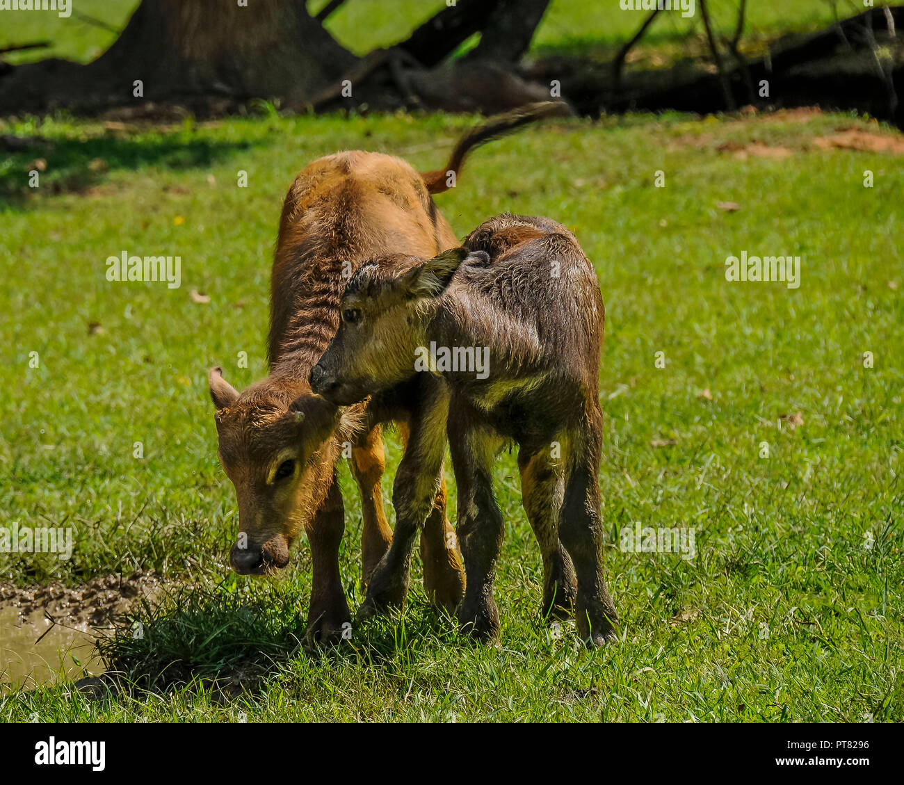 Due vitelli giocare mentre una mucca orologi. Foto Stock