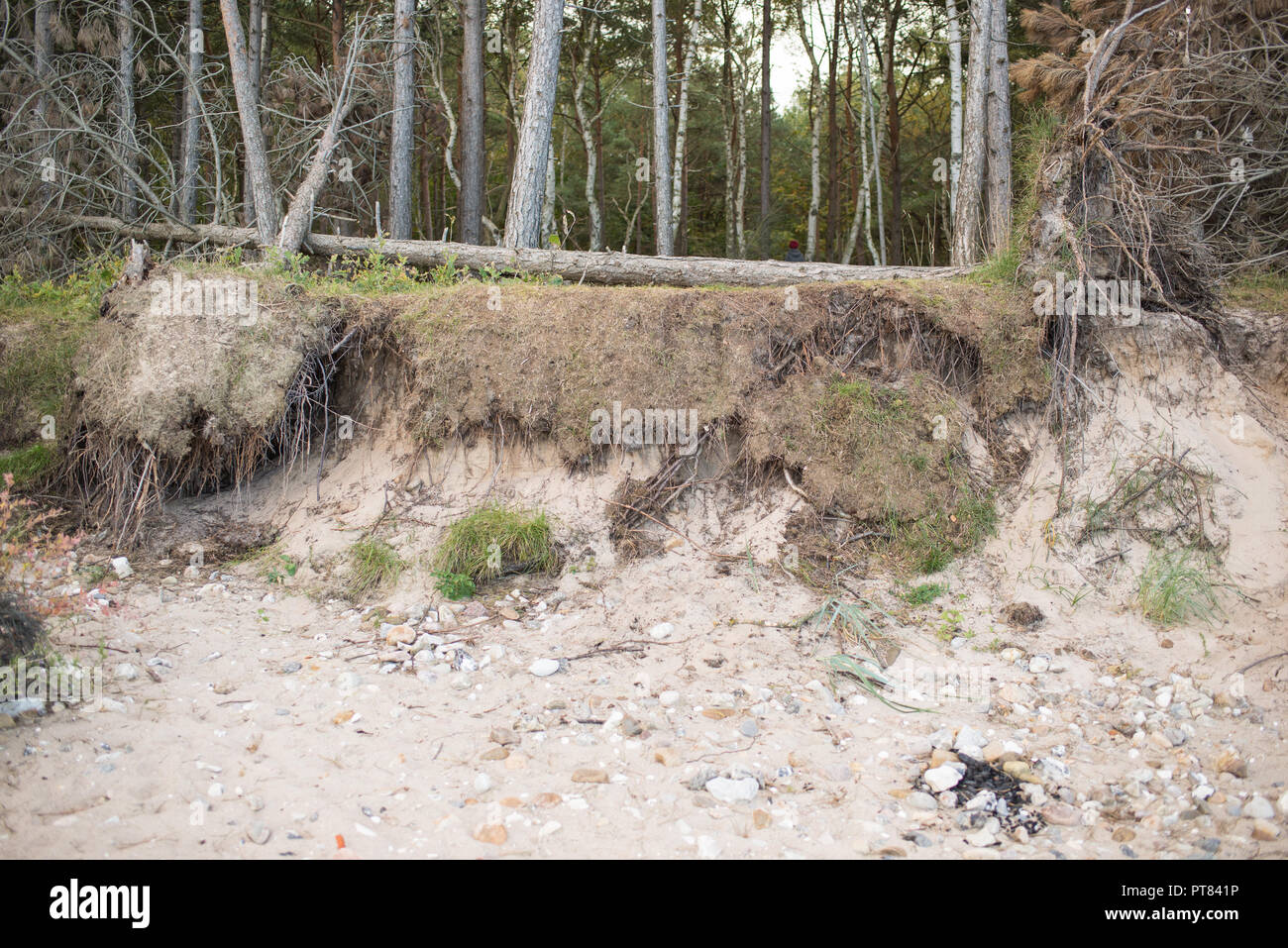 La foresta e la spiaggia in Danimarca con bordo eroso Foto Stock