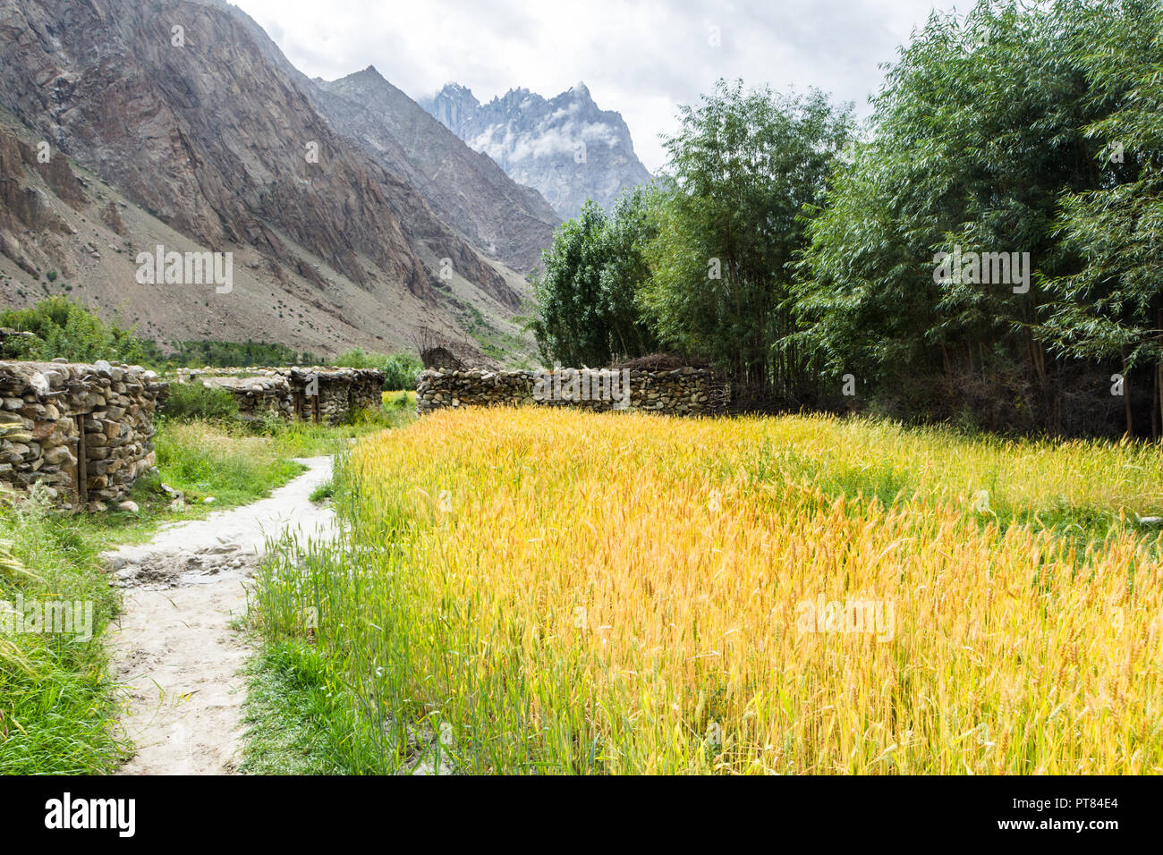 Campi di grano vicino Hushe village, Gilgit-Baltistan, Pakistan Foto Stock