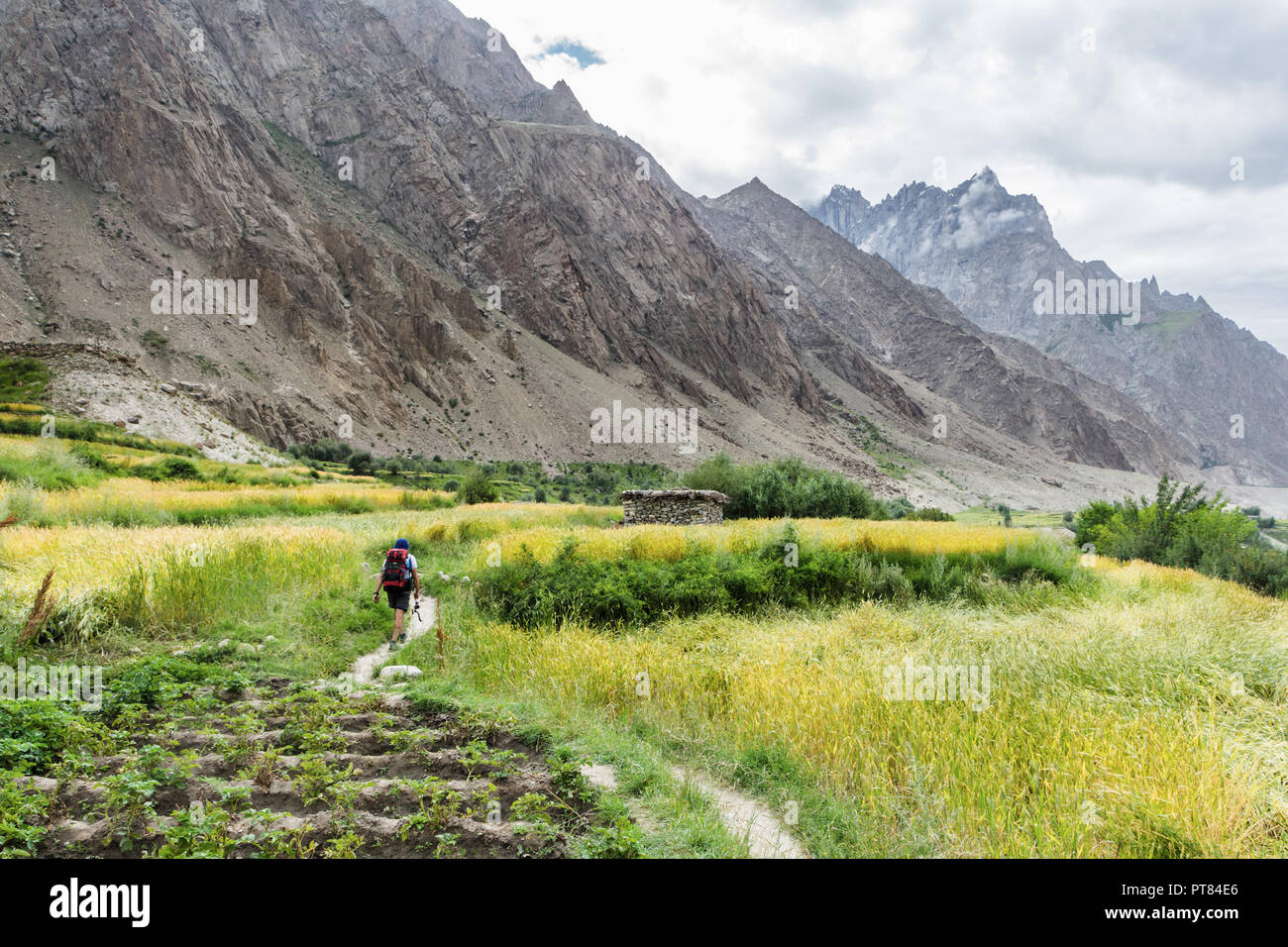 Escursionista passeggiate lungo i campi di grano vicino a Hushe village, Gilgit-Baltistan, Pakistan Foto Stock