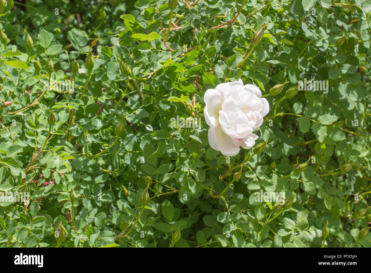 Rosa bianca, verde arbusto di rosa canina, singolo fiore nel tracciato orizzontale della natura dell'immagine. Foto Stock