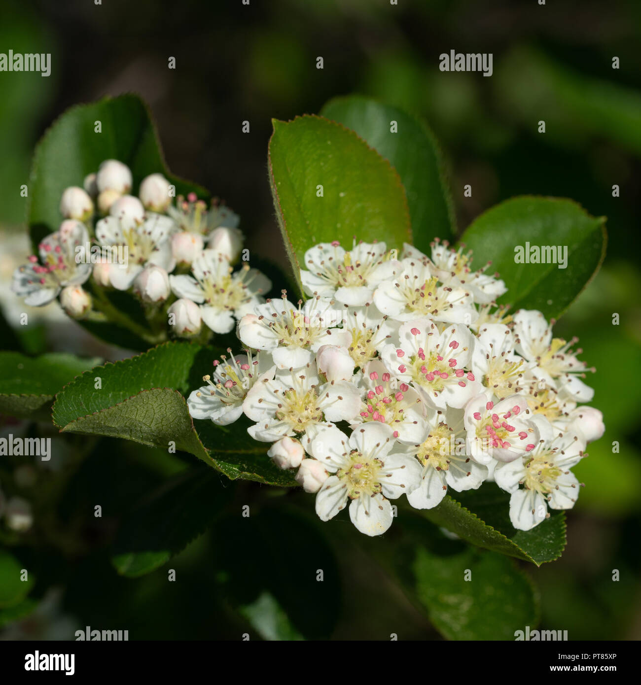 Black chokeberry (Aronia melanocarpa), la fioritura del superfruit Foto Stock