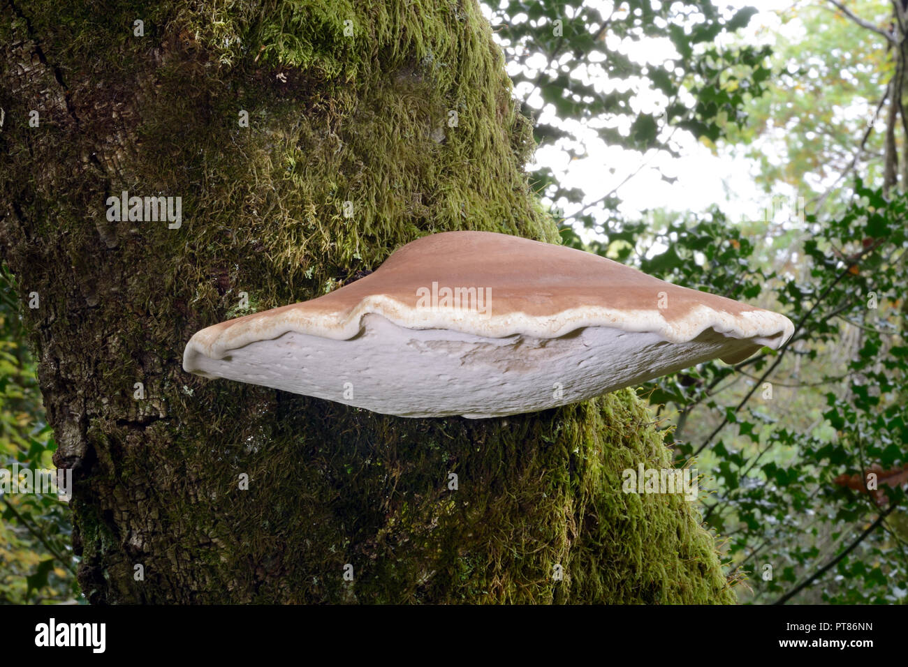 Fomitopsis betulina (staffa di betulla, o un rasoio strop) è una staffa comune fungo di betulla. Si tratta di un basidiomicete nella famiglia Fomitopsidacea. Foto Stock