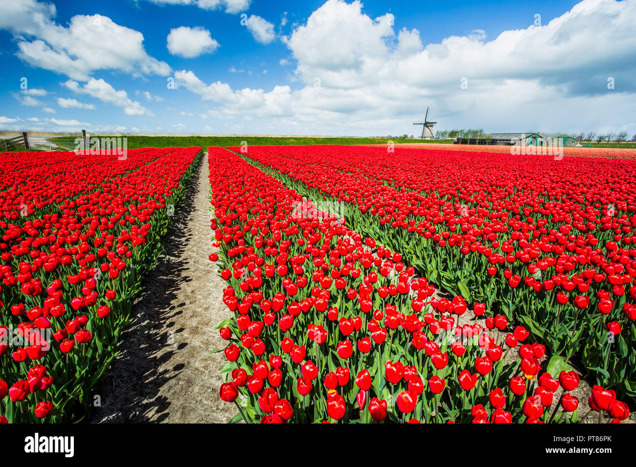 Campi di tulipani rossi circondano il tipico mulino a vento Berkmeer comune di Koggenland Olanda settentrionale dei Paesi Bassi in Europa Foto Stock