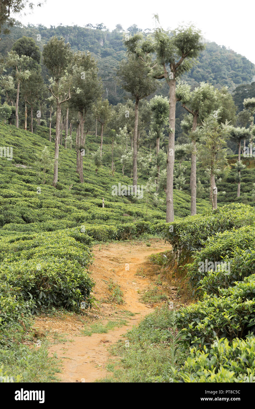 Sri lanka la piantagione di tè Foto Stock