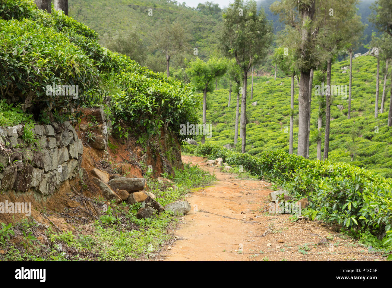 Strada sterrata in piantagioni di tè Foto Stock