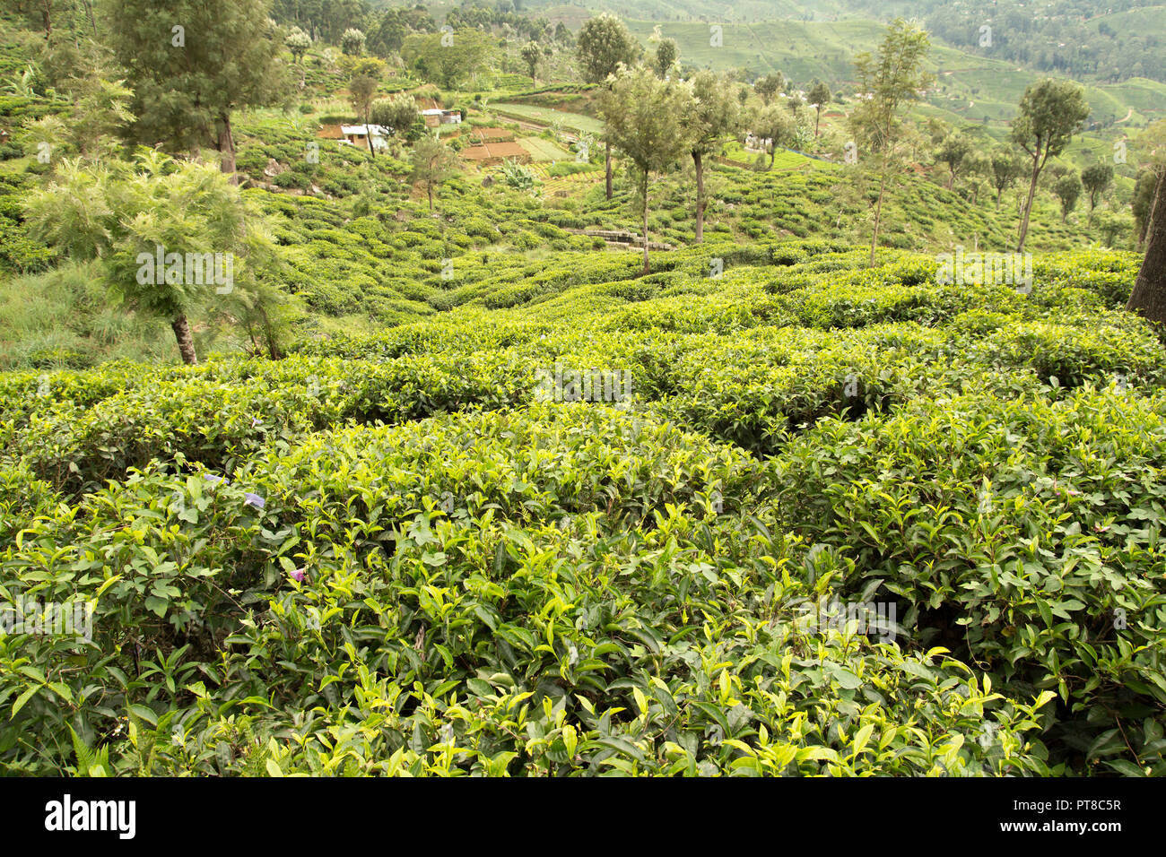La piantagione di tè verde paesaggio paesaggio Foto Stock