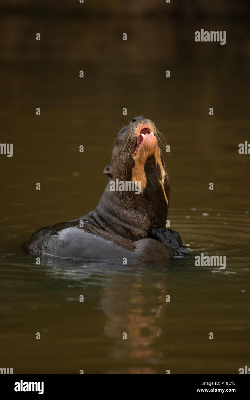 Una lontra gigante da Pantanal del Brasile Foto Stock