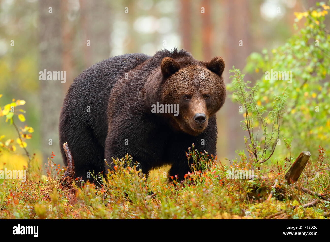 Grande orso bruno camminando in una foresta colorate in caduta stagione Foto Stock
