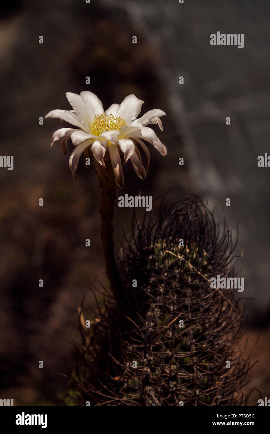 Bianco fiore di cactus - Città di San Juan, Repubblica argentina Foto Stock