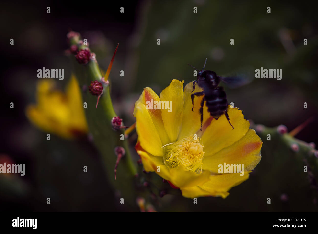 Cactus giallo (Opuntia Monacantha) - Colonia del Sacramento, Repubblica orientale dell' Uruguay Foto Stock