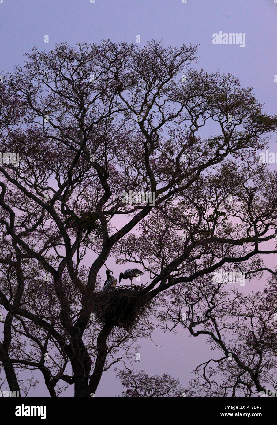 Jabiru Aeroporto a nido su un albero del Pantanal durante la stagione secca Foto Stock