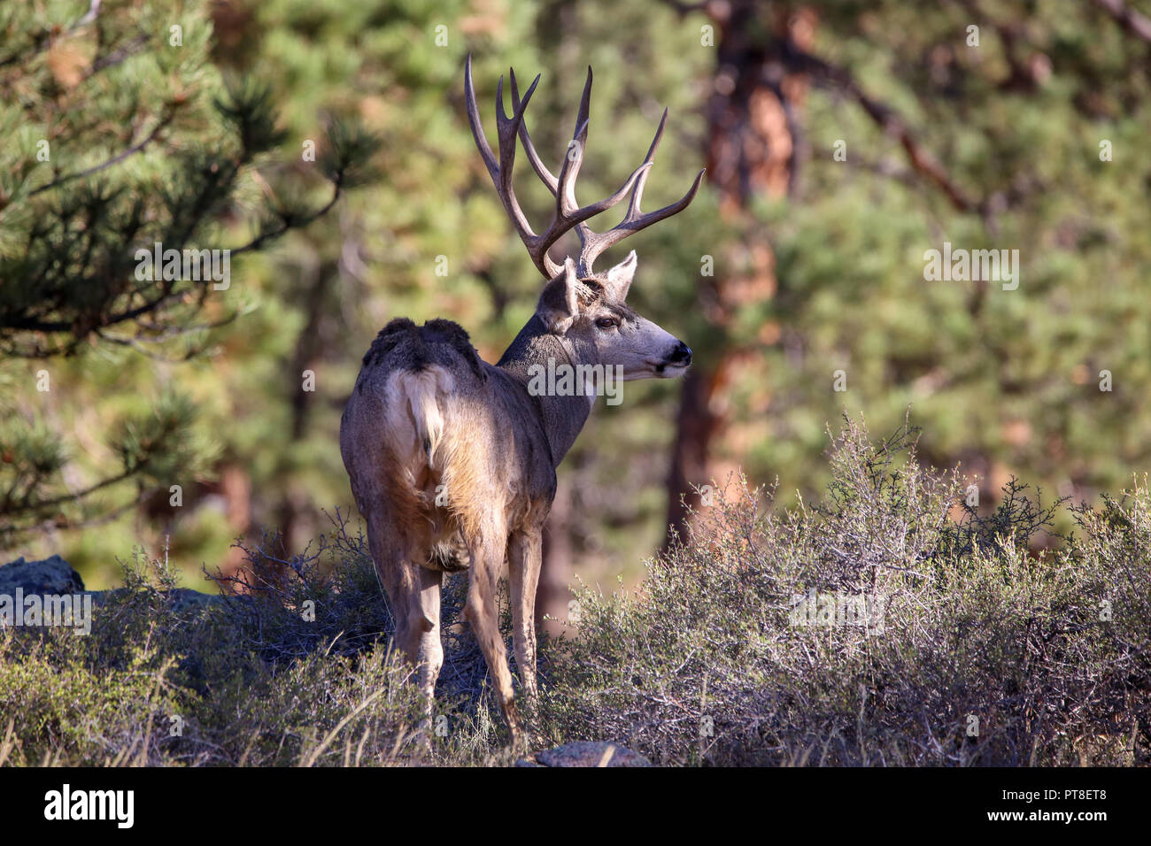 Maschio adulto Mule Deer Odocoileus hemionus in foresr nel Parco Nazionale delle Montagne Rocciose in Colorado Foto Stock