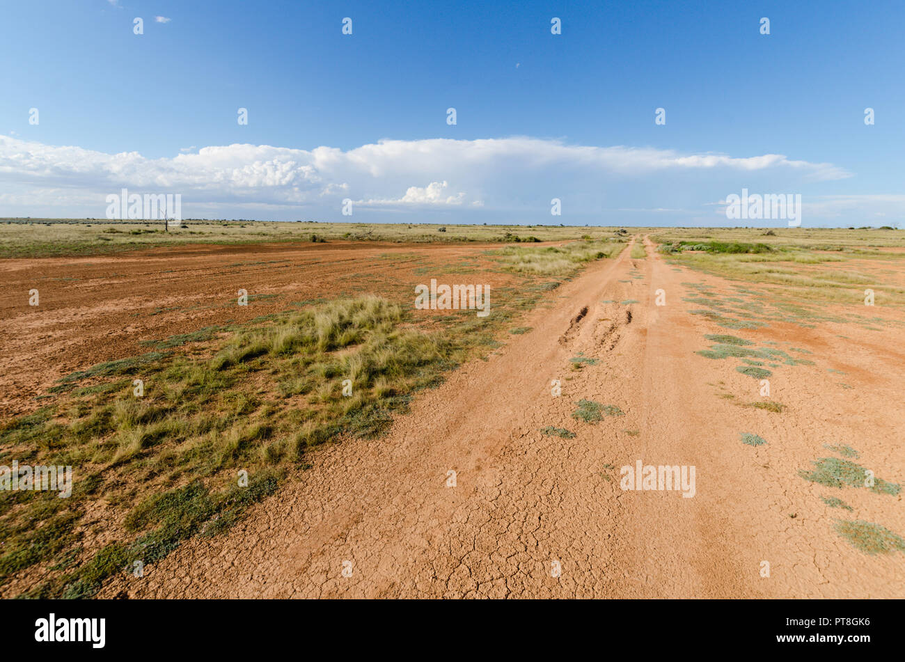 Isolato sterrato attraverso una zona remorte del Nullabor Plain vicino Eucla Australia Occidentale Foto Stock