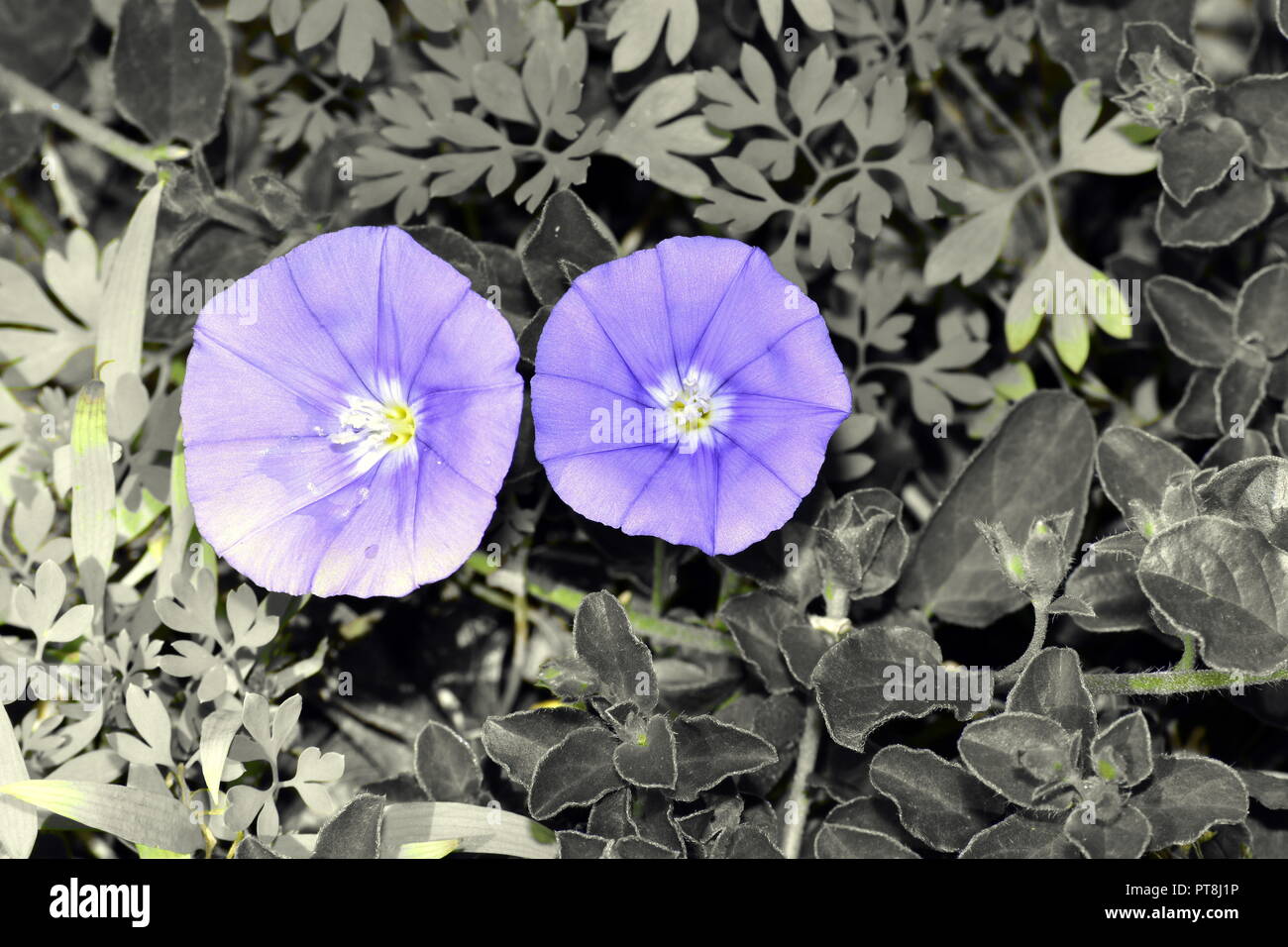 fiori viola Foto Stock