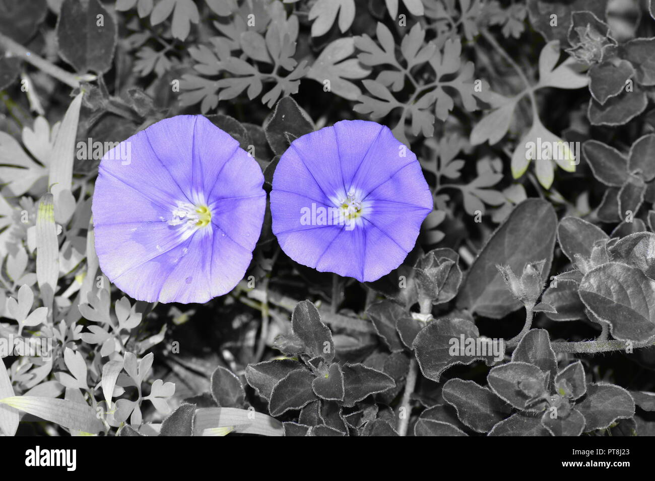 fiori viola Foto Stock