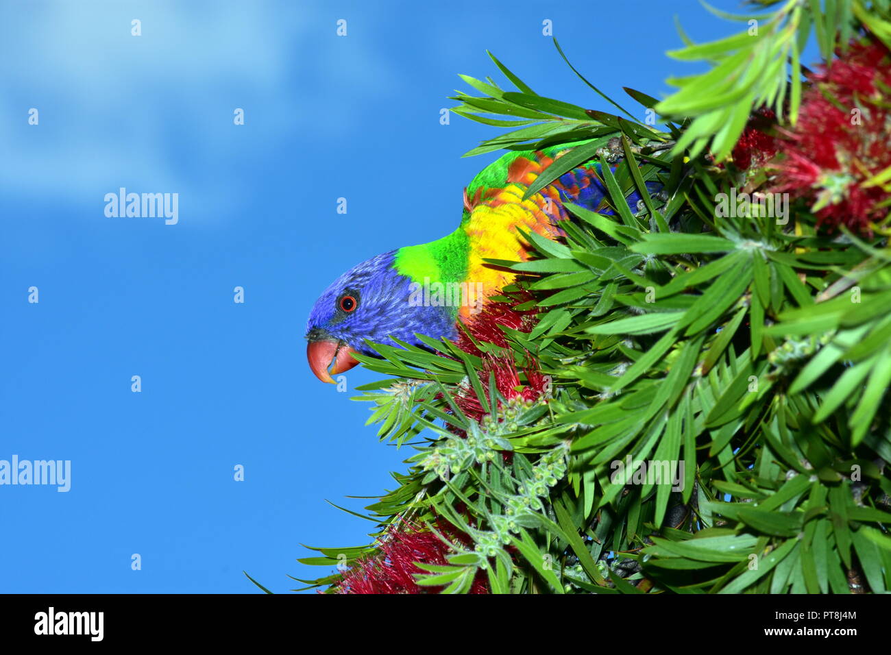 Rainbow Lorikeet Foto Stock
