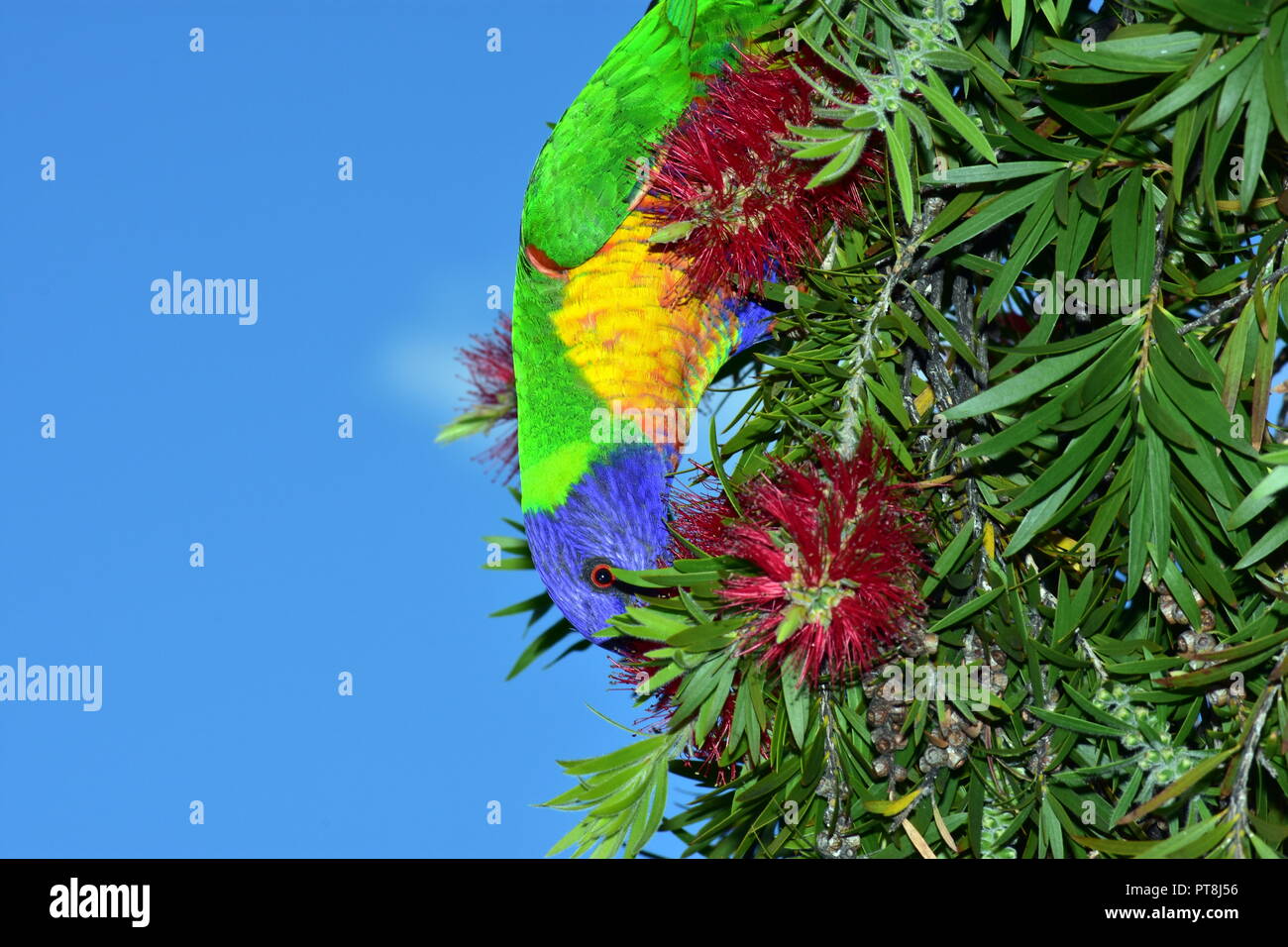 Rainbow Lorikeet Foto Stock