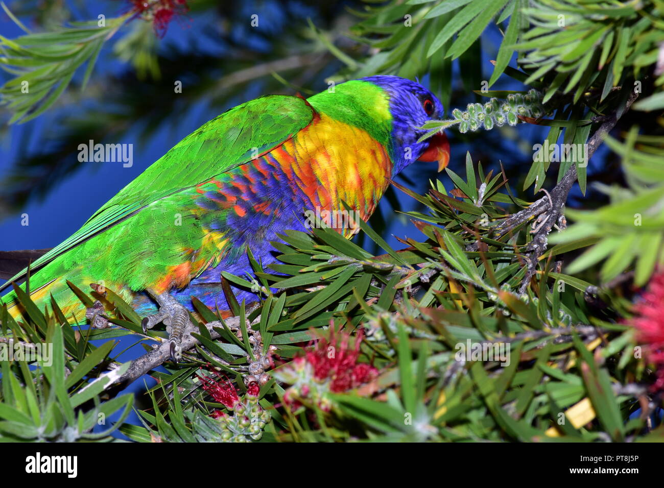 Rainbow Lorikeet Foto Stock
