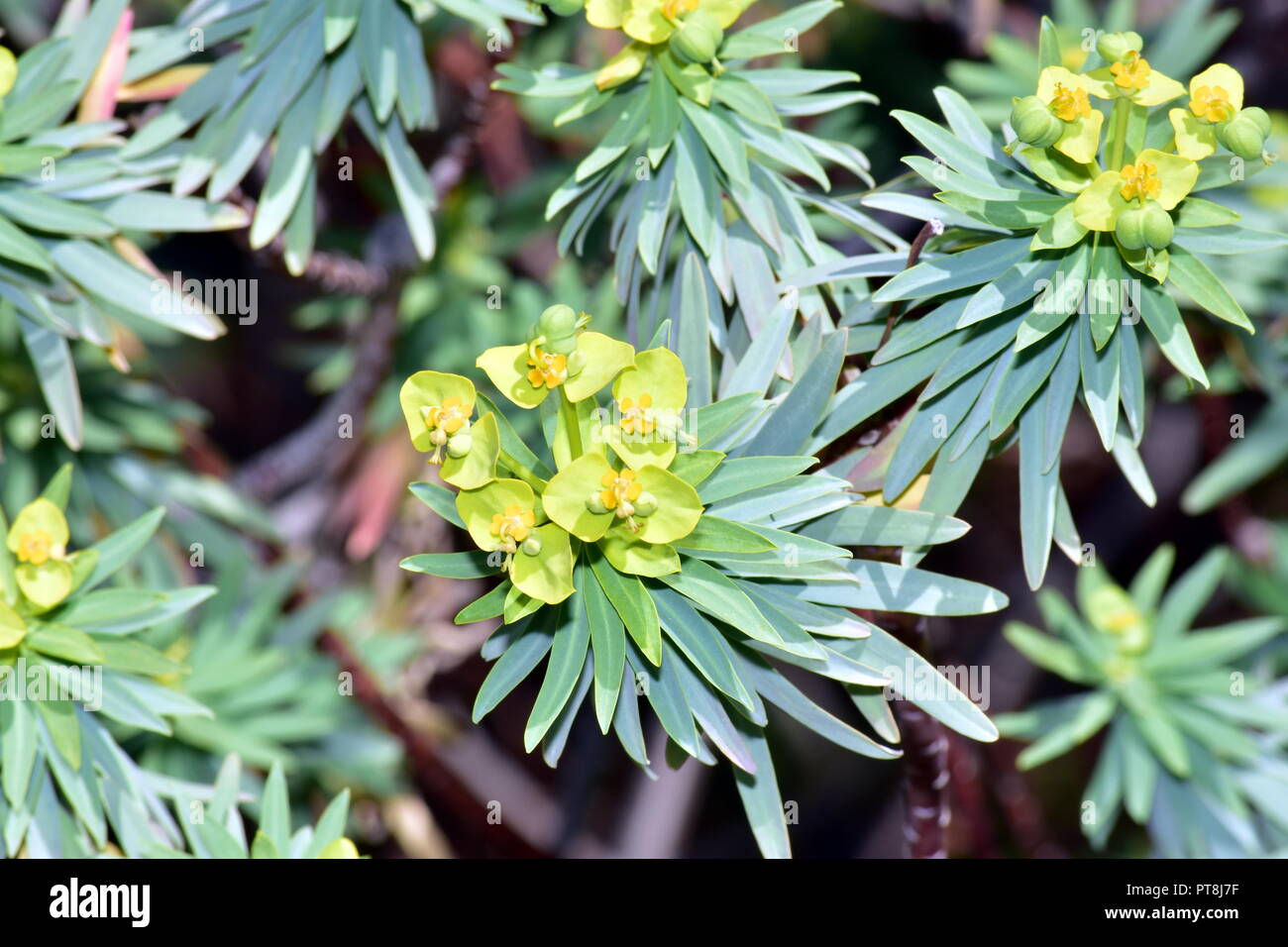 Fiori gialli Foto Stock