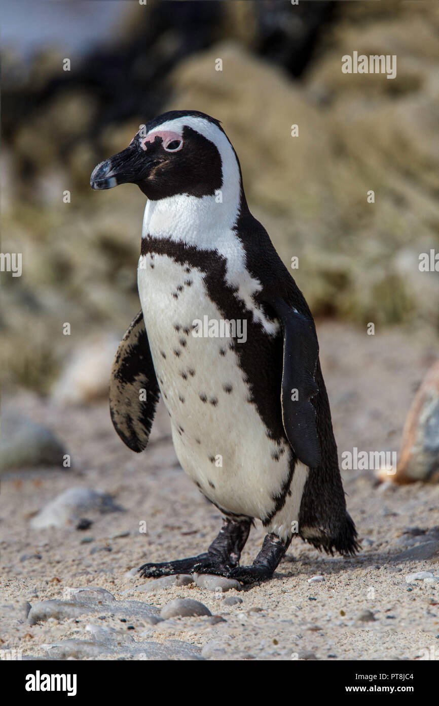 Pinguino africano Spheniscus demersus Cape Town, Western Cape, Sud Africa 1 settembre 2018 adulto sfeniscidi noto anche come Jackass Penguin Foto Stock