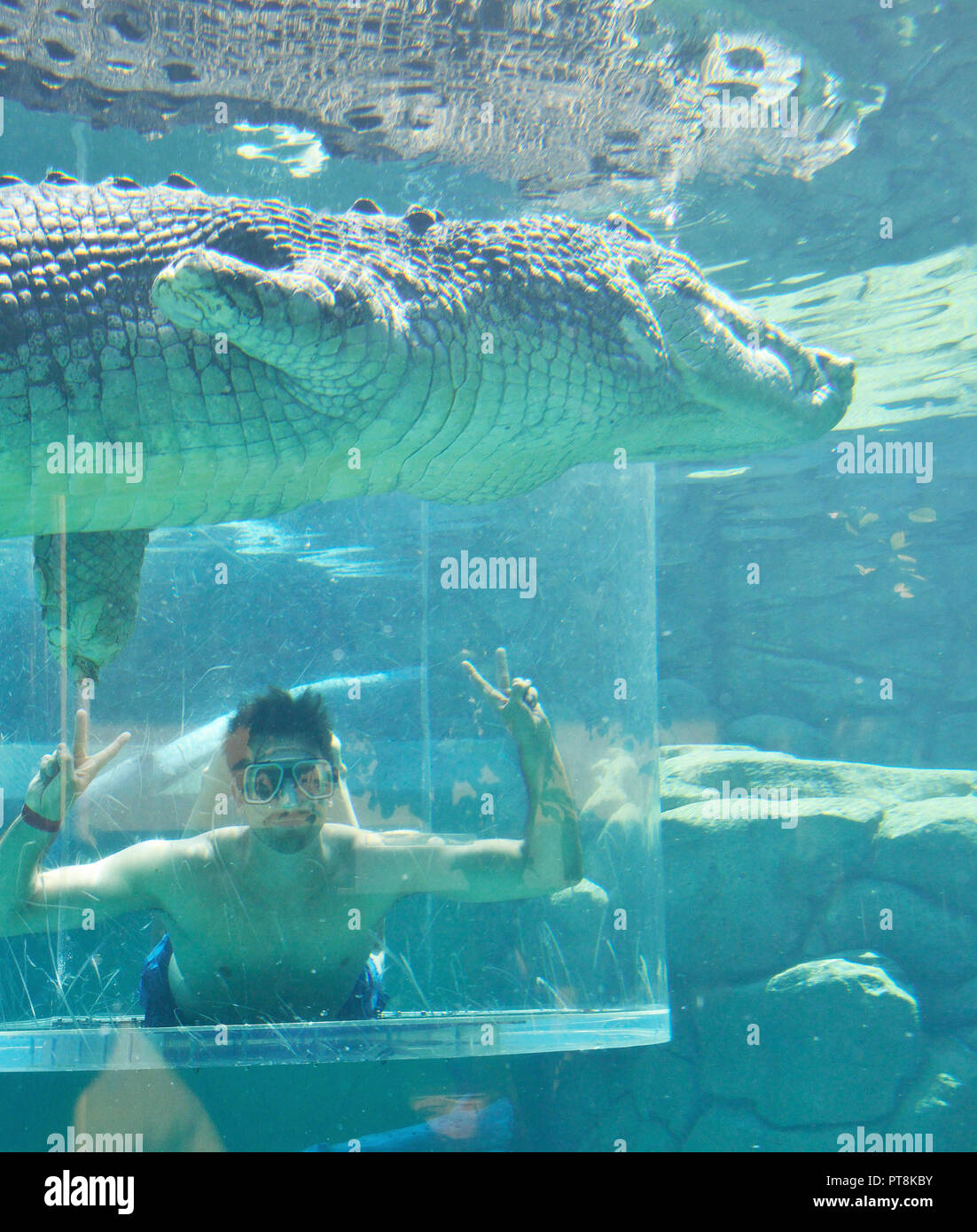 Facce turistica enorme coccodrillo nel "gabbia della morte' a Crocosaurus Cove,Darwin, Territorio del Nord, l'Australia Foto Stock