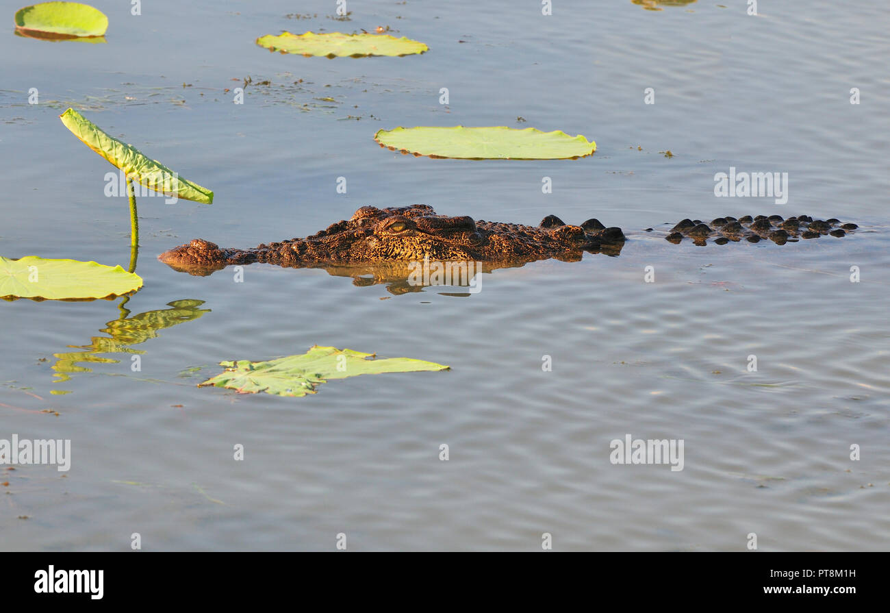 Piscina coccodrillo in East Alligator River, Kakadu, estremità superiore, il Territorio del Nord, l'Australia Foto Stock