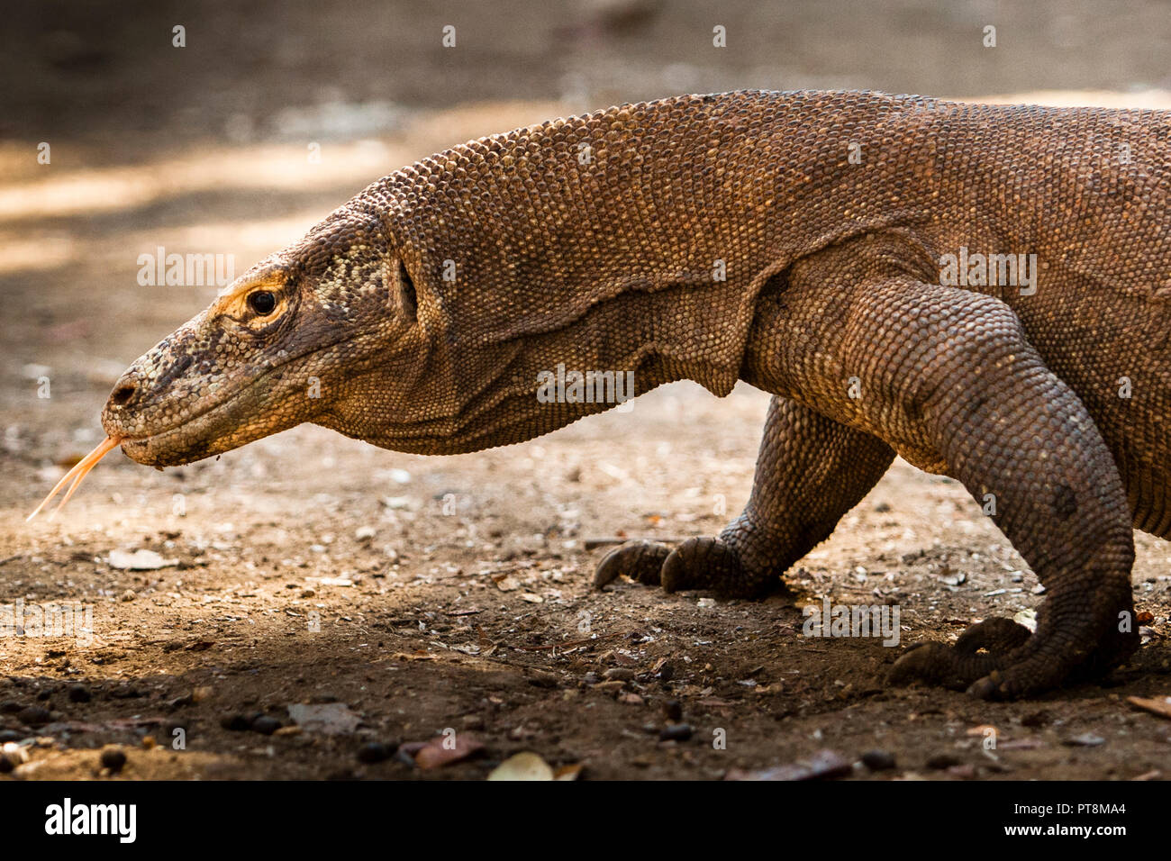 Komodo drago sulla caccia, Isole Sunda, Indonesia Foto Stock