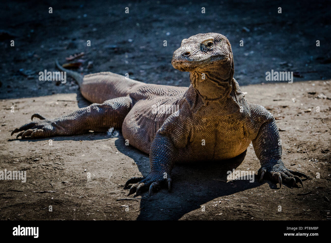 Komodo drago sulla caccia, Isole Sunda, Indonesia Foto Stock