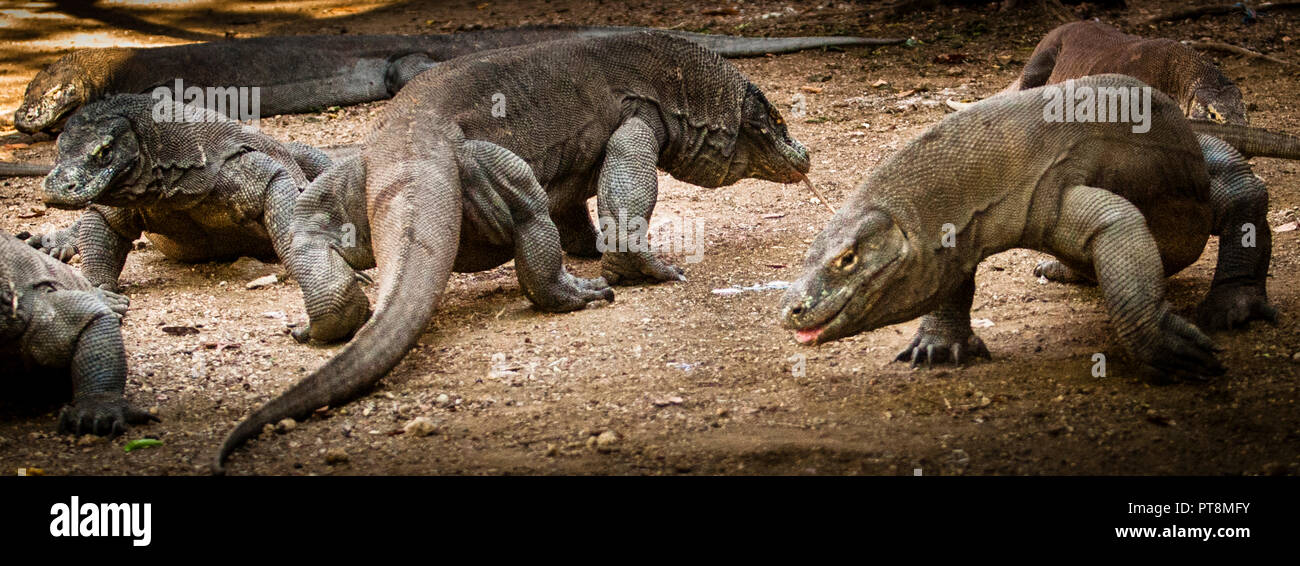 I draghi di Komodo determinano la loro posizione in combattimento Foto Stock